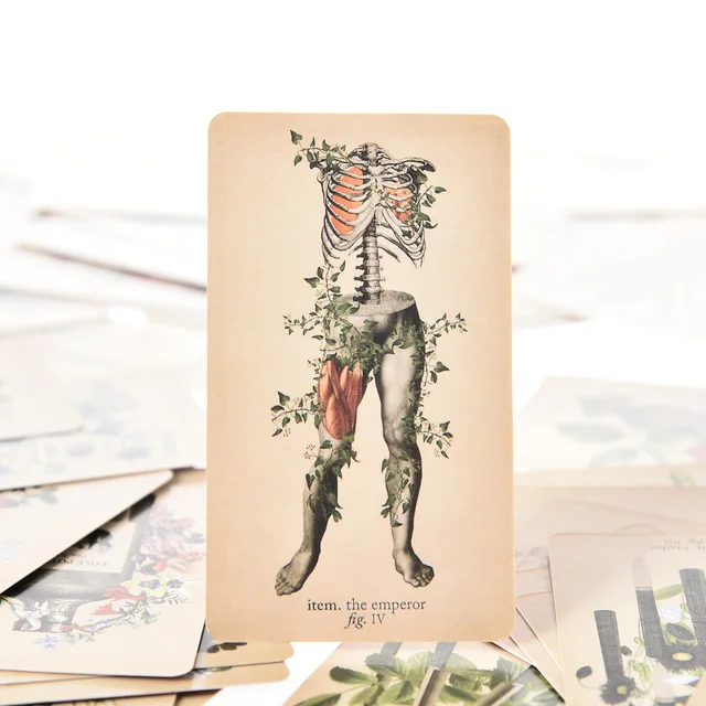 The Antique Anatomy Tarot Cards English Version 4