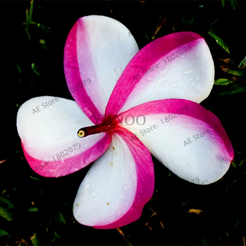 4 20 шт./пакет разные цвета Frangipani Плюмерия красная Цветок flores, многолетнее растение бонсай растения для дома и садовое насаждение - Цвет: 4