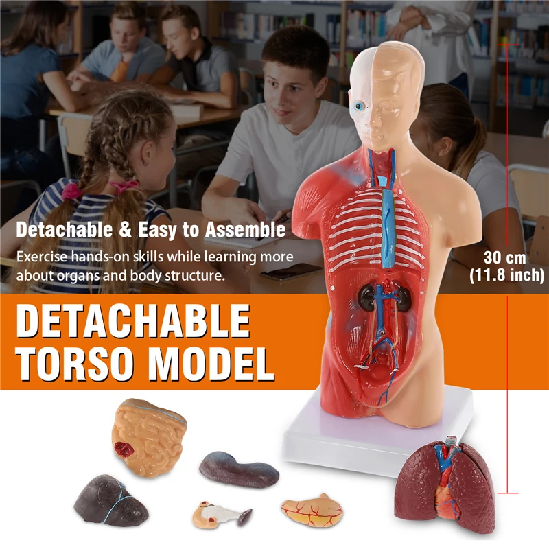 3-pz-set-45cm-s-keleton-modello-20cm-cuore-modello-30cm-torso-modello-3-pratica-3d-modello-medico-ricerca-di-anatomia-fisiologia