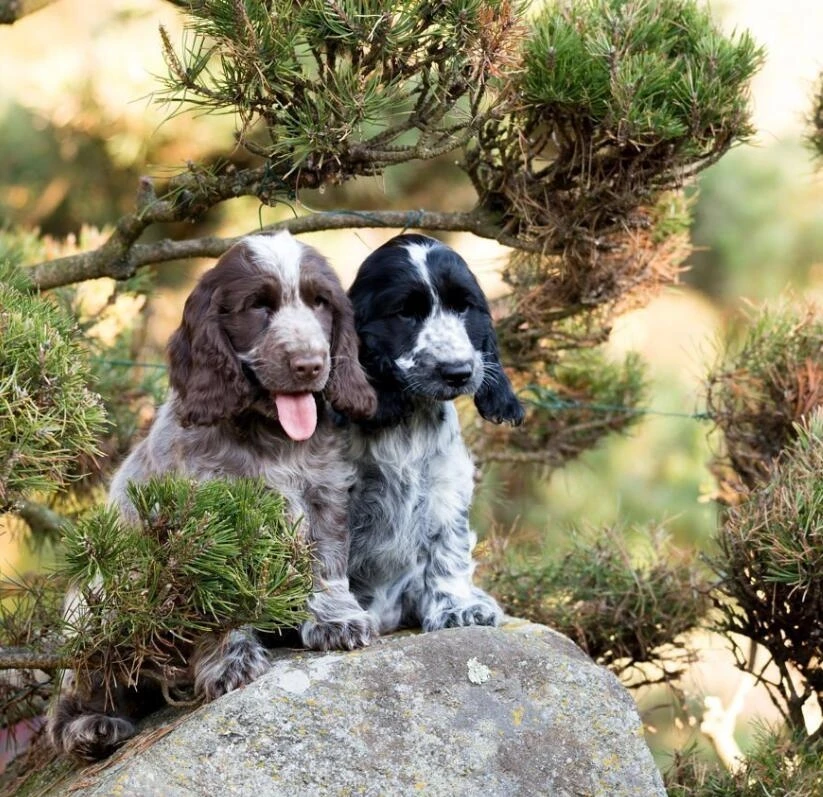 5bb6156e495daf1717cede39-original