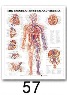 Анатомия человека, система мышц, художественный плакат, печать, карта тела, шелковые настенные картины для медицинского образования, домашний декор, новинка - Цвет: 57