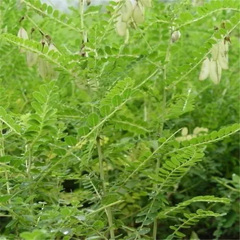 

Huang Qi Seed(Radix Astragali)/Astragalus Seed