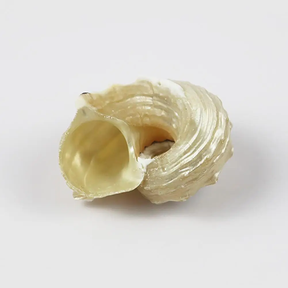 Natural Shell Ornaments Mediterranean Seashells Decorative Large Sea Specimen Thorn