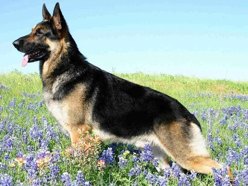 Broderie diamant différents chiens
