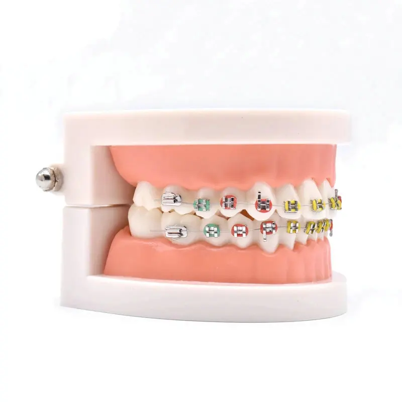 Dental Teeth Model Teach Study Standard Typodont Demonstration Teeth Model With Bracket Dental