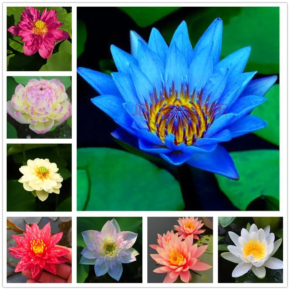 

Plant Flowers Bath Salts Water lilies Essence 100Pcs XZZ-111