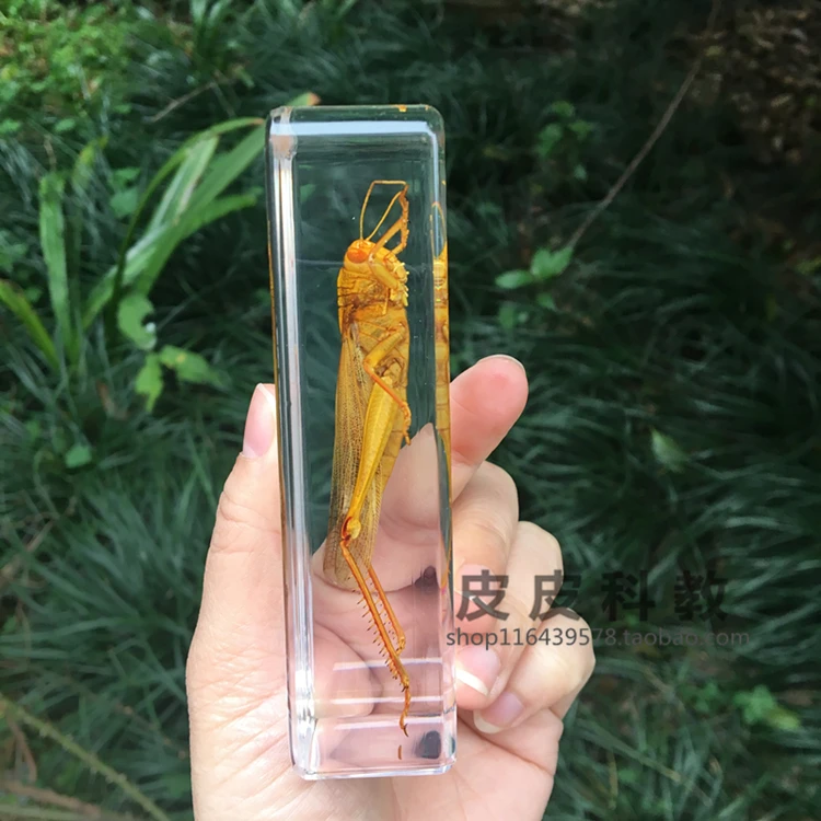 Resin Insect Specimen Handicraft Centipede Spider Beetle Scorpion Biological Sample  Boy Gift miniature brass figurines