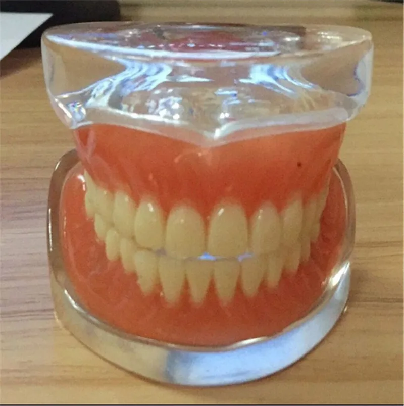 

6sets/pack Dental Standard Teeth Model with clear base Dental Teaching Model