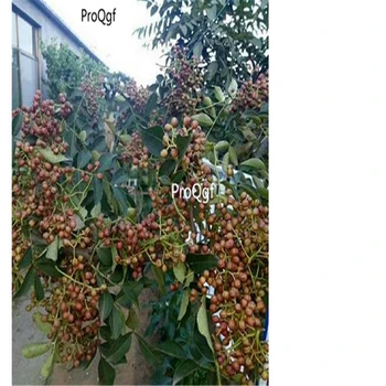 

Ngryise 2000Pcs A Set Red Peppercorn Zanthoxylum Bungeanum For Hua Jiao