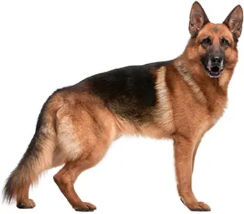 

Dinghy Tuzik overalls German Shepherd dog warm
