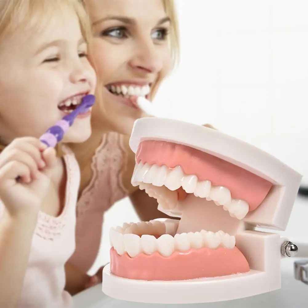 

Standard Teeth Model Simulation Learing Toys For Children Teaching Study Supplies Dentist Check Kids Pretend Play Toy