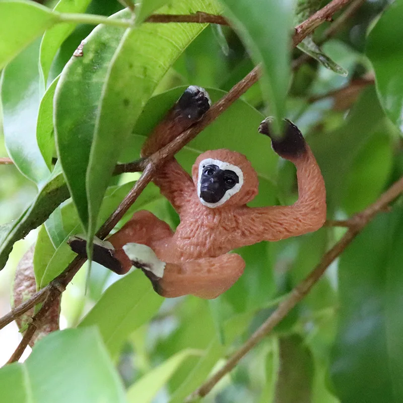 PL127-200长臂猿幼崽