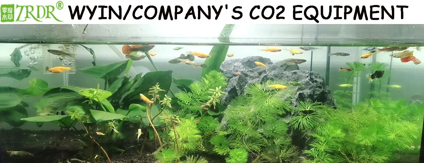 CO2-Generato mit Saugnapf für Wasser pflanzen wachstum Aquarium CO2-Diffusor  Aquarium Blasen zerstäuber Silber - AliExpress