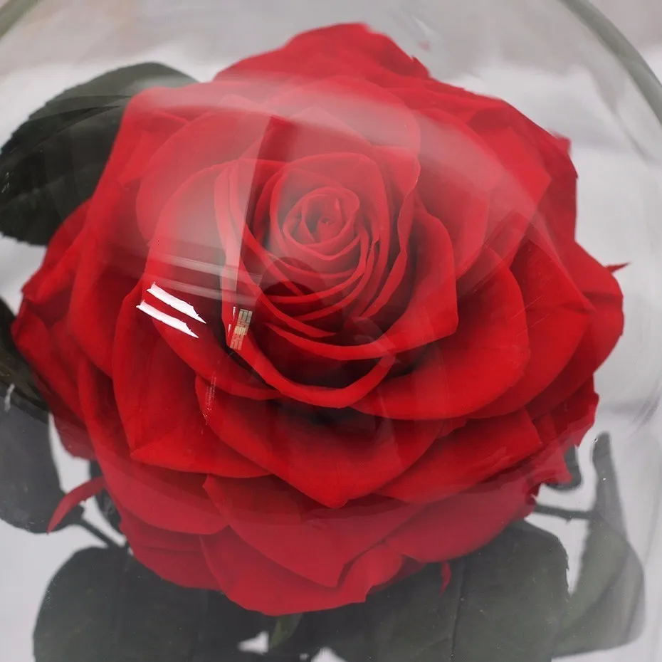 Red Eternal Life Immortal Flower Pink The Beauty And The Beast Rose Glass Dome Mother's Day Gift Valentine's Day Gift