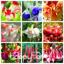 Рекламная акция! 100 шт./лот уникальный красный цвет фуксии многолетний цветок бонсай цветы в горшках DIY посадки цветов растений многоцветные,#43