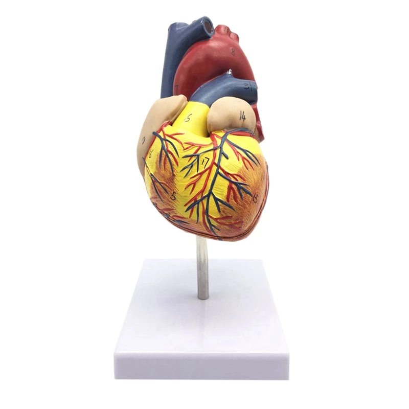 

1: 1 Human Heart Model, Anatomically Accurate Heart Model Life Size Anatomy For Science Classroom Study Display T