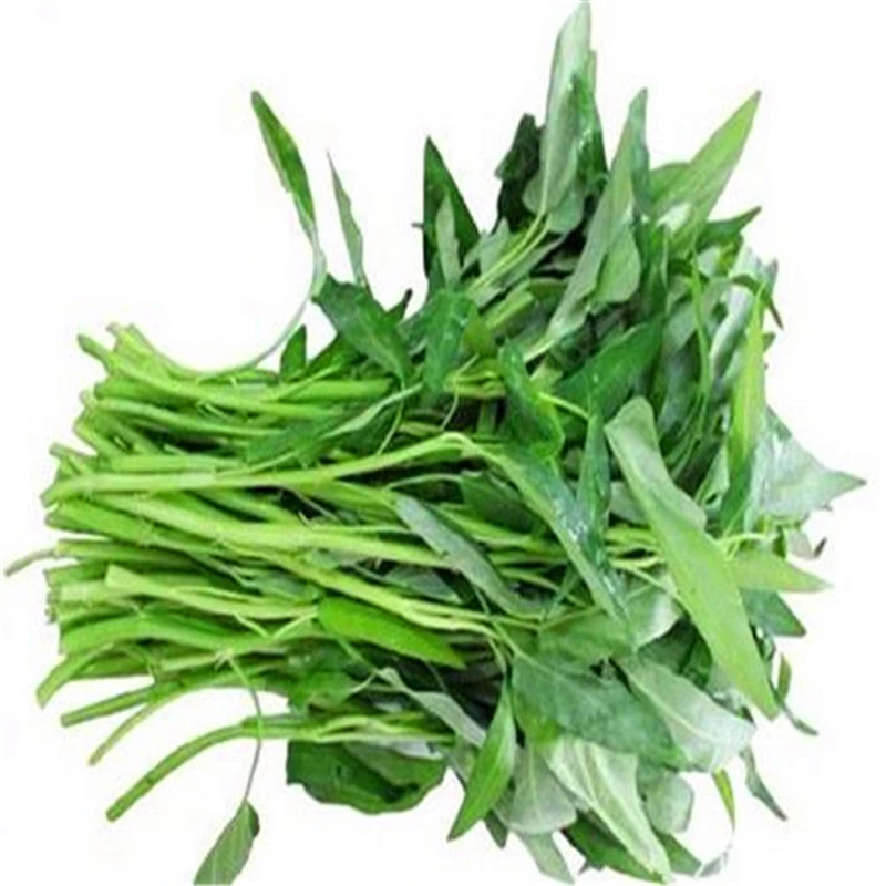 100 pcs water spinach vegetable bonsai kangkong, river spinach