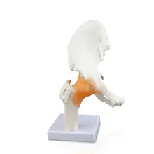 Vision Scientific – articulation fonctionnelle classique de la hanche, modèle réaliste, Ligaments flexibles, caractéristiques des os fémoraux autour de la hanche