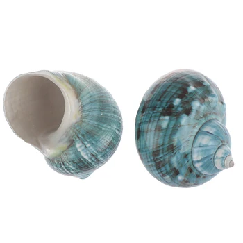 

Natural Shell Sea Conch Snail Fish Tank Aquarium Decorations Roll Shellfish Breeding Shell Micro-landscape Succulent Flower Pot