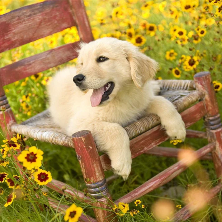 Diamond Painting Golden Retriever Dog 5d Diy Mosaic Full Square Drill Diamant Of Rhinestone Daimond Embroidery Picture Sale | Дом и сад