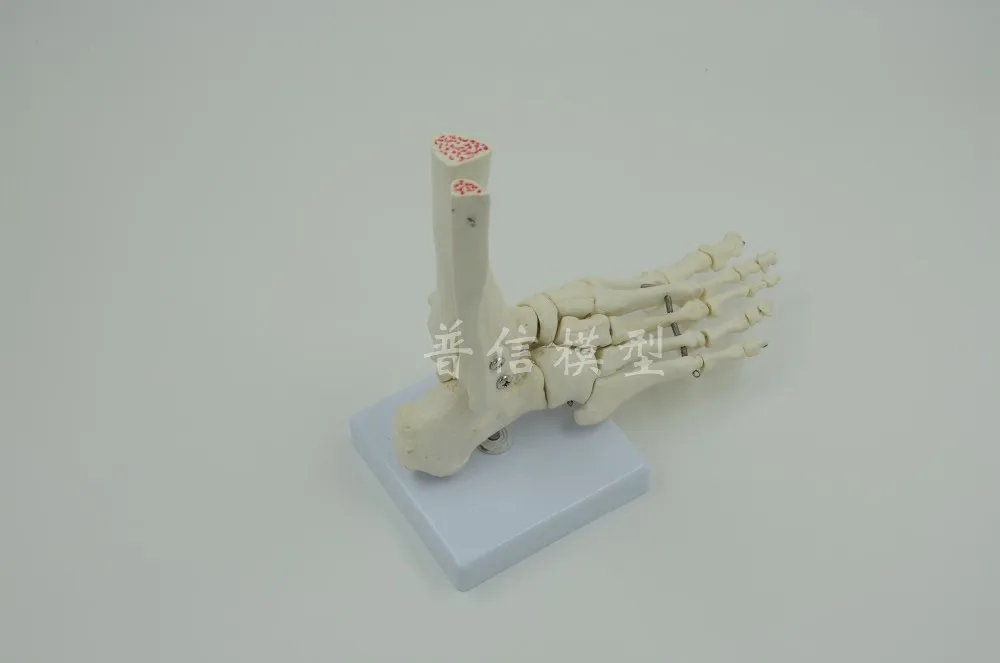 Human spine bone skeleton model 45cm sitting posture model Medical Science teaching supplies