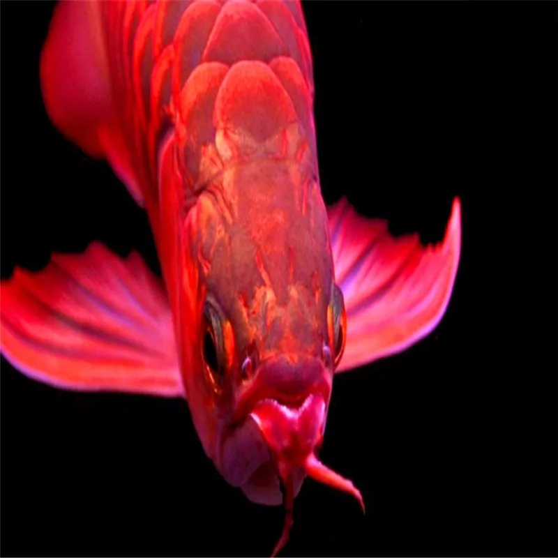 Корм для рыб neriid аквариум морской лещ arowana корм золотой дракон красный arowana море arowana сушеный Шелкопряд декоративный корм для рыб