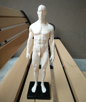 

Male 1:6 Anatomy fig v.3 superficial muscle system Human skeleton anatomical Painting model Anatomy Skull Head Artist drawing