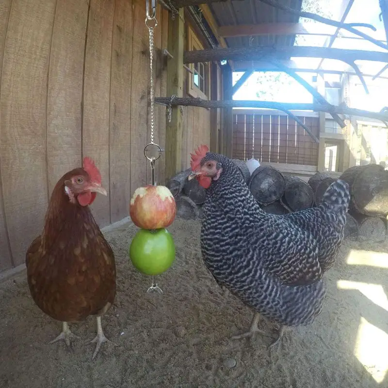 Bird Chicken Veggies Skewer Food Fruit Holder for Hens Hanging Vegetable Feeder 67JB