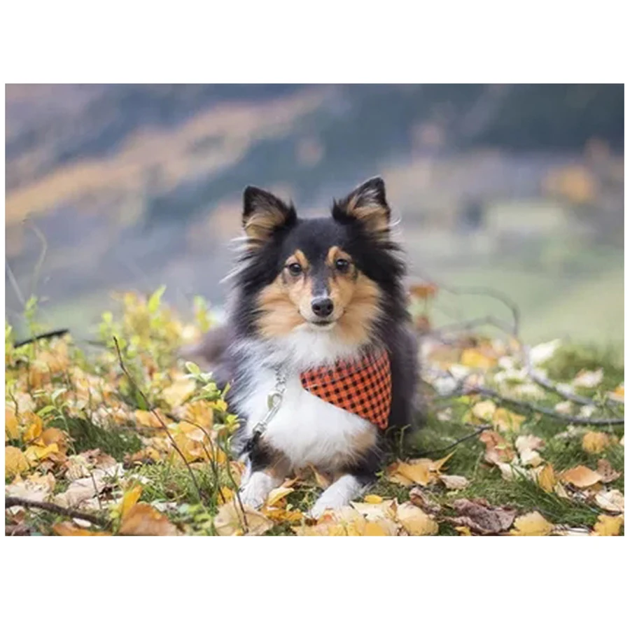 5D Square Round DIY Diamond Embroidery Sheepdog sheltie dog Patterns Mosaic Handmade Painting Cross Stitch pet YY1378 | Дом и сад