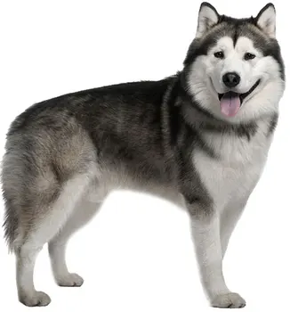 

Tuzik dinghy racing overalls Husky dog warm