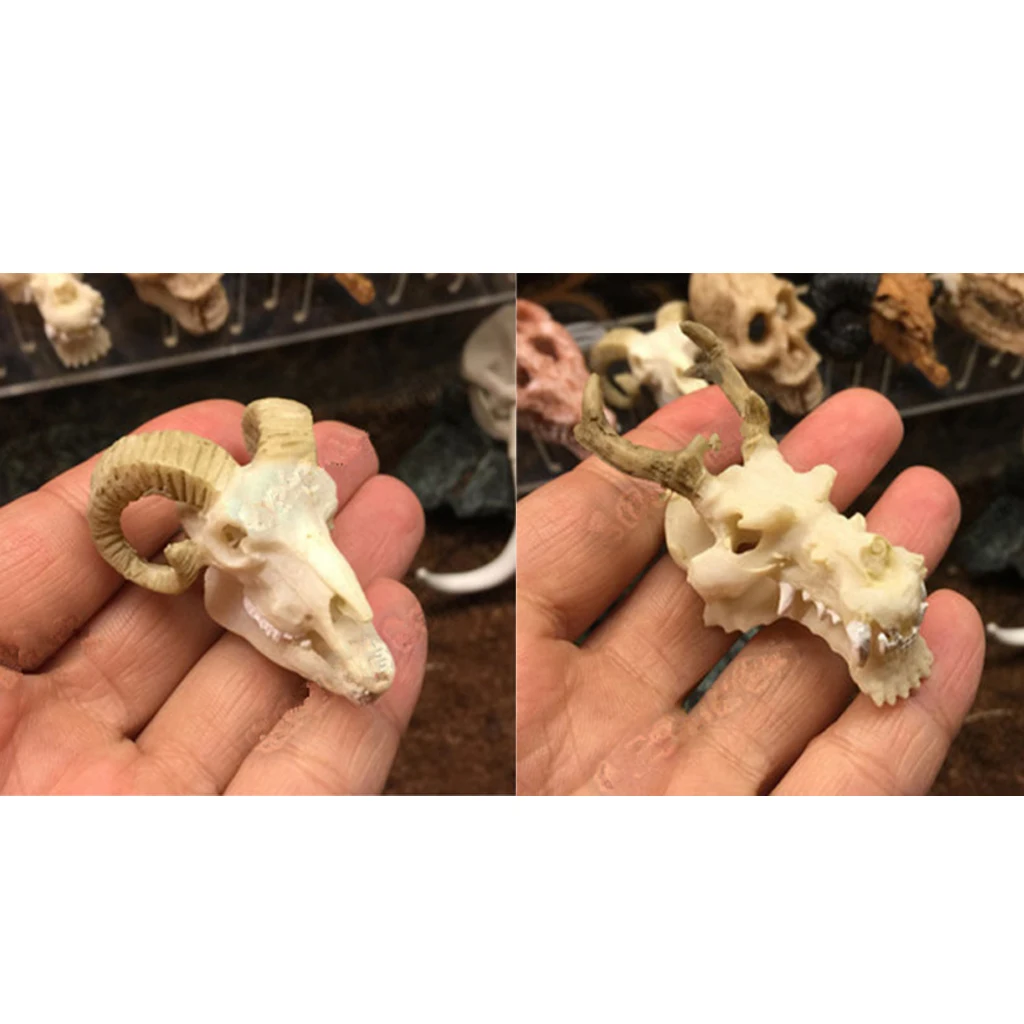 2 Pcs Resin Reptile Vivarium Decoration Terrarium DIY Landscaping Ornament Goat Skull and  Dragon Skull Shape