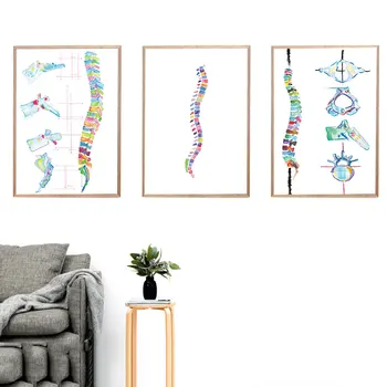 

Watercolor Spine Print Anatomy Wall Art Medical Poster for Chiropractor Gift Physical Therapist's Room Decorative Picture