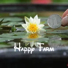Aquatic plants blossom mini Water lily Plantas Miniature lotus Bonsai plants floresling for home& garden 15 Pcs/bag