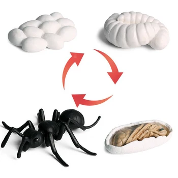 

Worker Ant Animals Simulation Nest Growth Cycle Life Action Figures Figurine Miniature Baby Educational Model Teaching Kids Toy