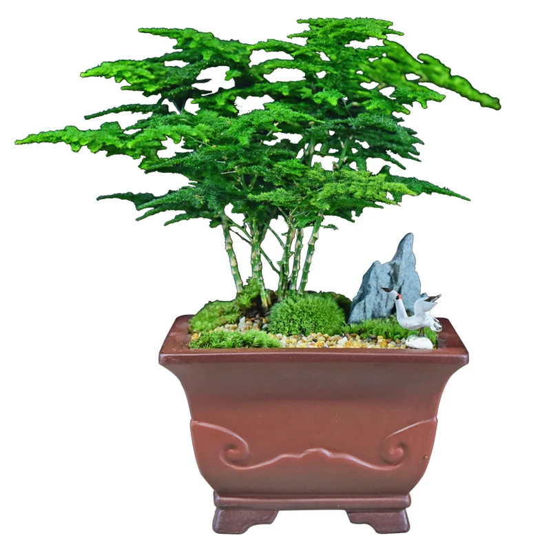 

Yunzhu Bonsai Asparagus Fern Bonsai Indoor Chinese Home Living Room Office Desktop Plant Four Seasons Evergreen Green Plant