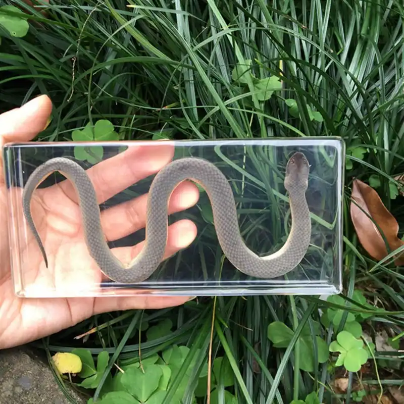 1 pçs cobra ossos réptil espécime âmbar artificial paperweight resina artes e ofícios originalidade presente artigos de ensino