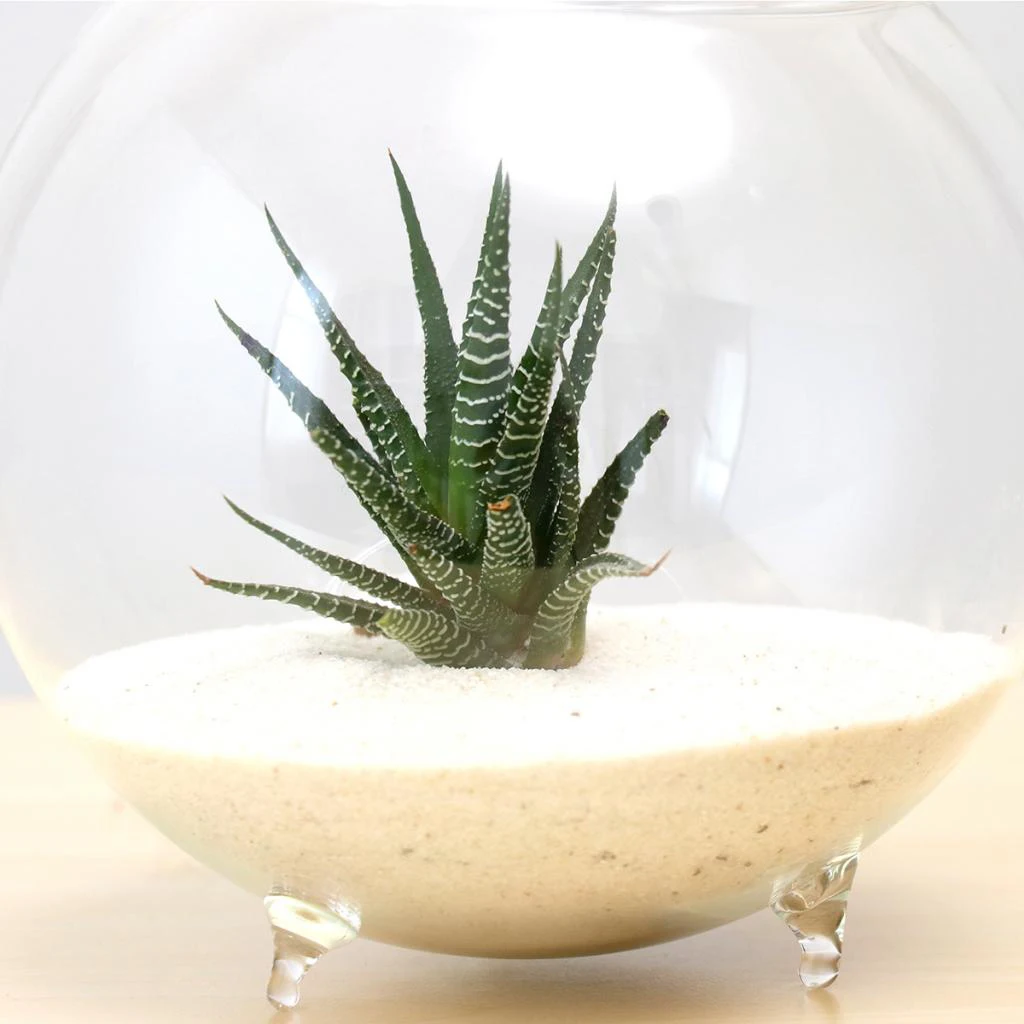 Clear Ball Glass Vase Bottle Terrarium Containers DIY Table Flowers Vase Transparent Wedding Garden Decor