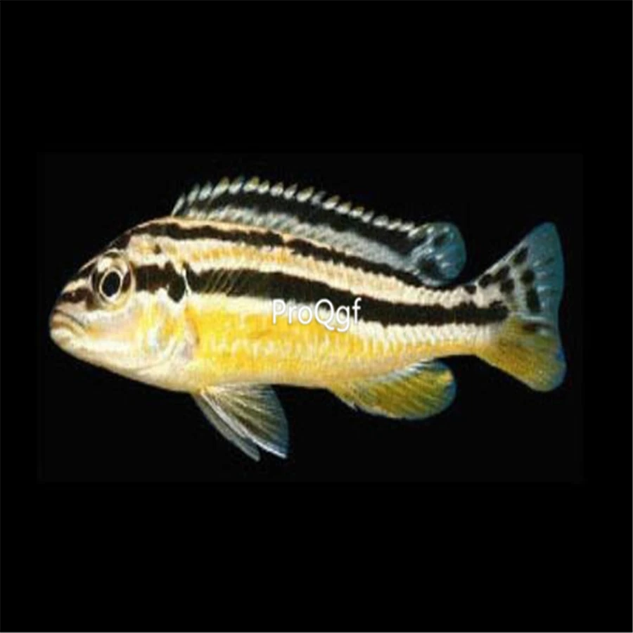 Ngryise набор из 2 предметов Melanochromis auratus