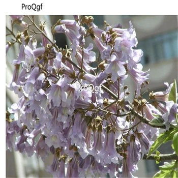 

Ngryise 80000Pcs A Set Paulownia tomentosa steud