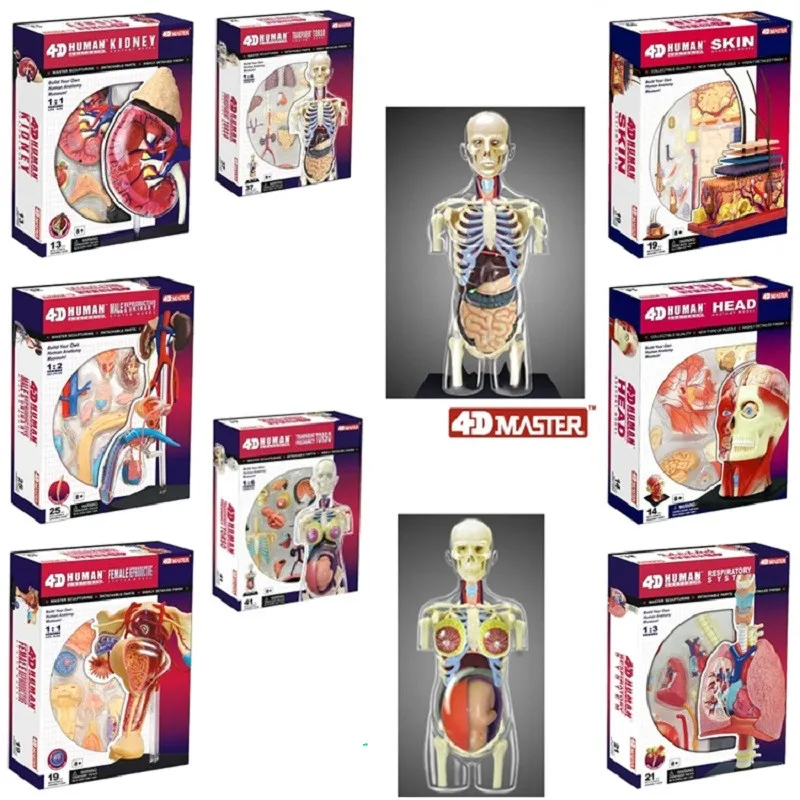 

Assembling toy human body organ anatomical model medical teaching model 8 Species selection 4d master puzzle