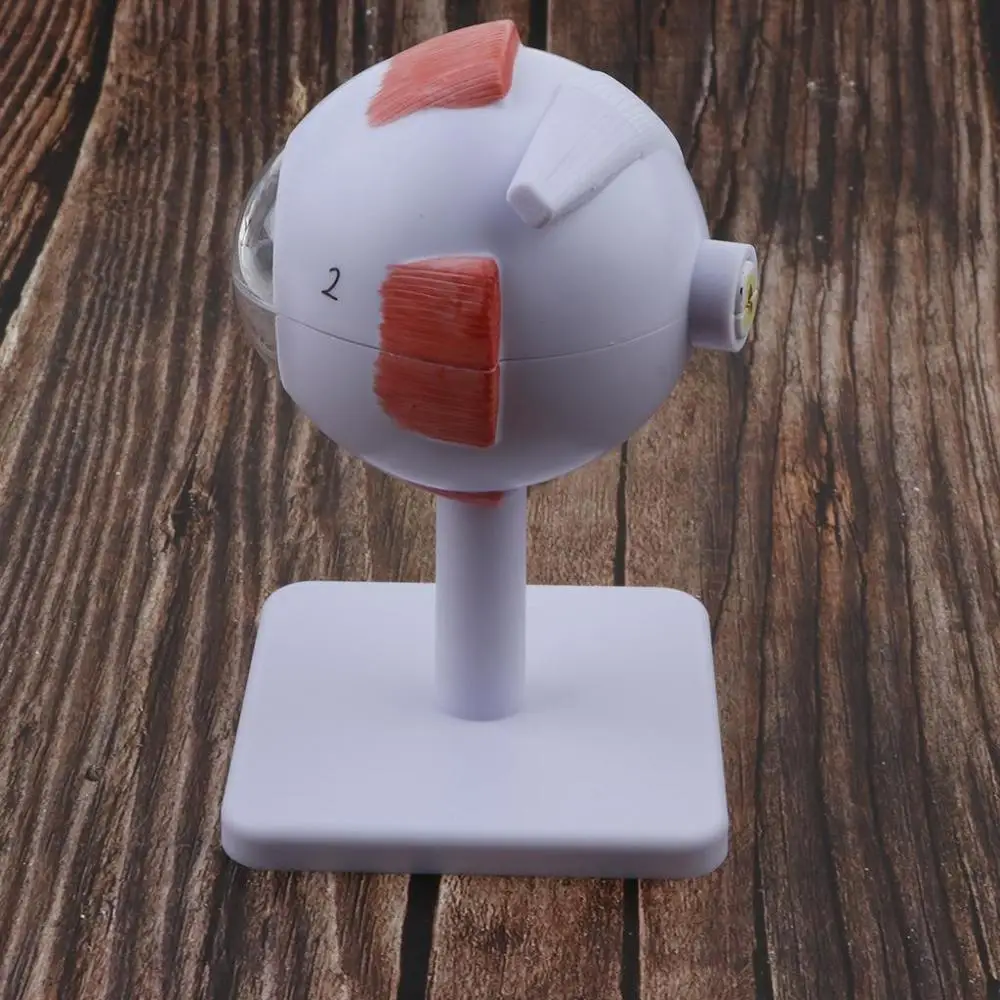 Модель анатомии глаз увеличенная 6 частей 3 раза|anatomy model|model structuresmodel anatomy |