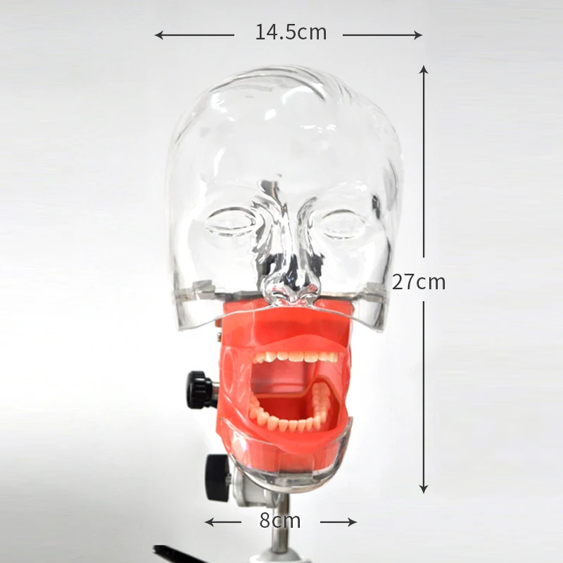 Модель головы стоматологический симулятор Ниссин манекен фантомная головка модель с новым стилем скамья крепление для обучения стоматолога