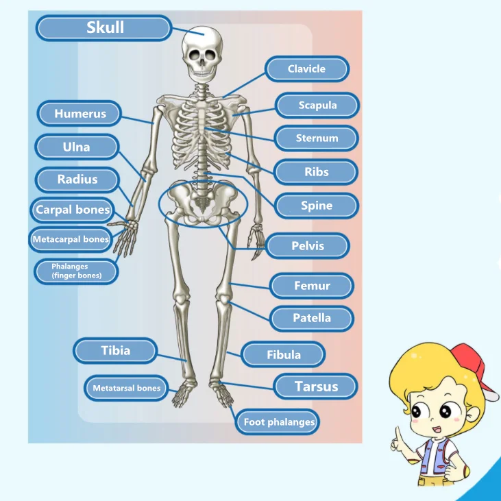 Human body skeleton model piece