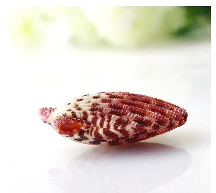 Oil painting scallop natural color caracol conch shooting props natural shells beads