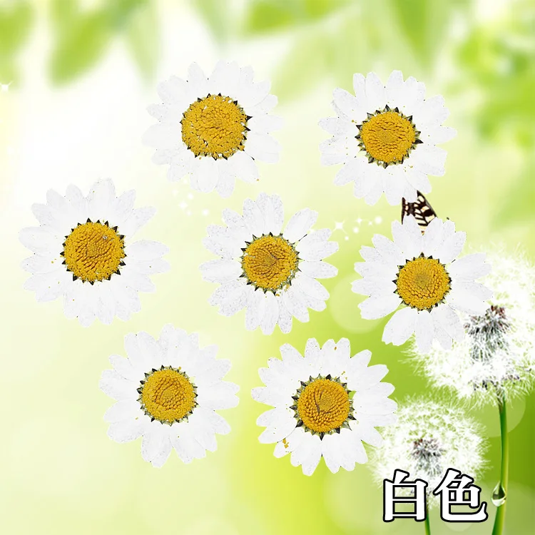 Daisy Flower Plants for Epoxy Resin Jewelry Making 12 Pcs dried flower bouquets,artificial flower,artificial flowers