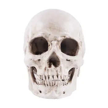 

Simulation Resin Lifesize 1:1 Human Skull Model Medical Anatomical Tracing Teaching Skeleton Halloween Decoration Statue