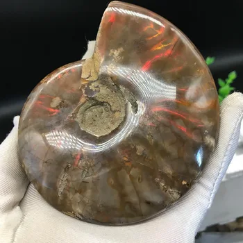 

Natural Colorful Snail Ornaments Conch Fossil Raw Stone Mineral Specimen
