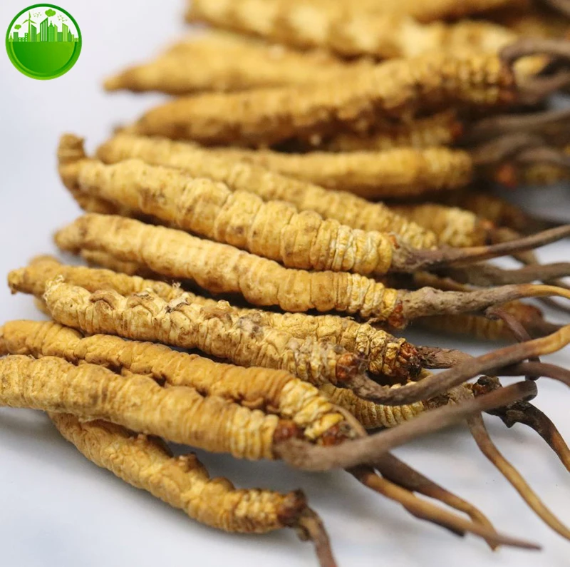 Cordyceps Sinensis Dong Chong Xia Cao Wild Whole Himalayan