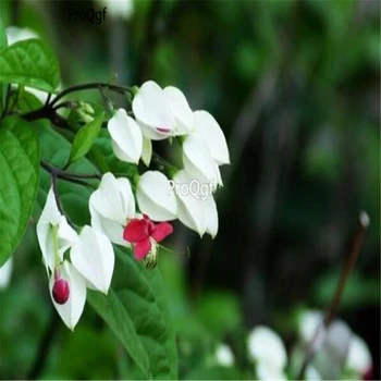 

Ngryise 2000pcs Clerodendrum thomsonae