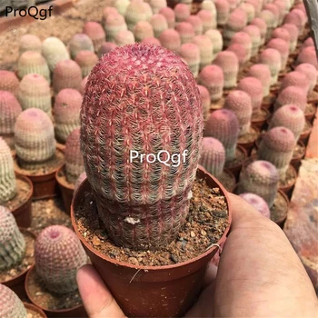 

Ngryise 3pcs a set red cactus